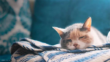 猫.jpg